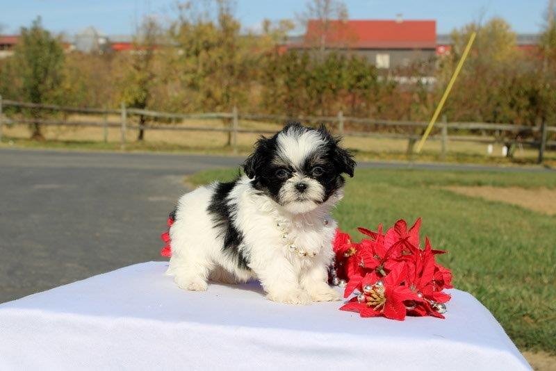 puppy, for, sale, Mal - Shi, Matthew B. Stoltzfus, dog, breeder, Gap, PA, dog-breeder, puppy-for-sale, forsale, nearby, find, puppyfind, locator, puppylocator, aca